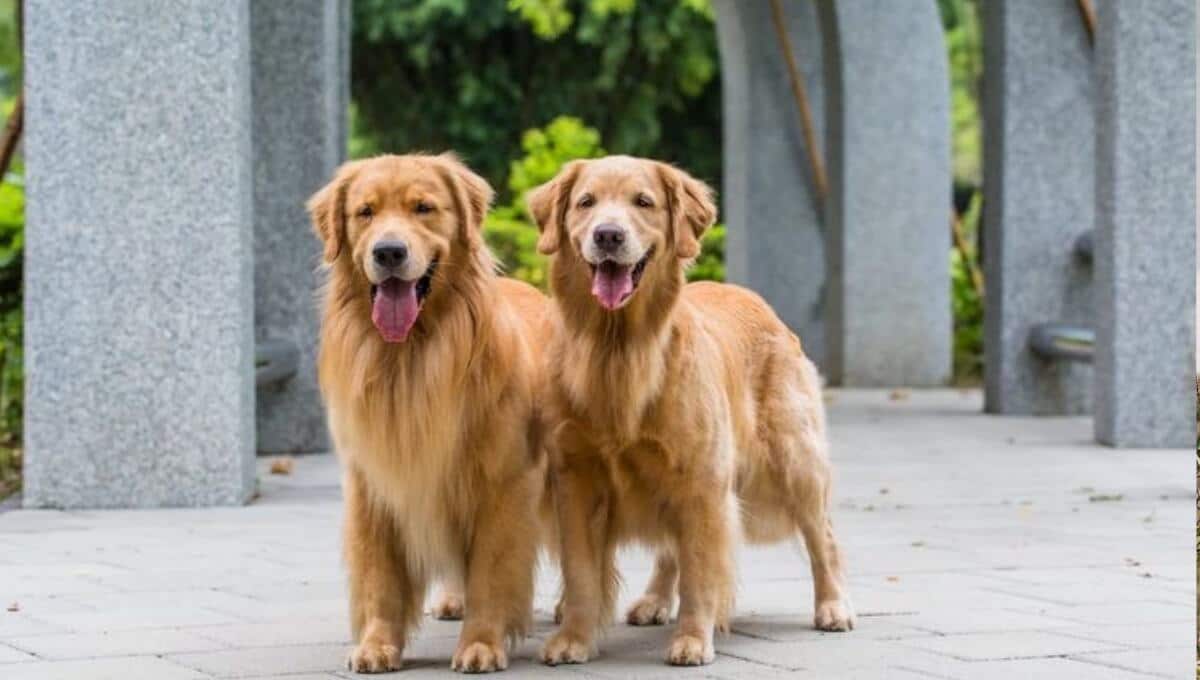 نژاد سگ گلدن رتریور