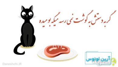 گربه دستش به گوشت نمی رسه