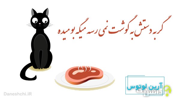 گربه دستش به گوشت نمی رسه