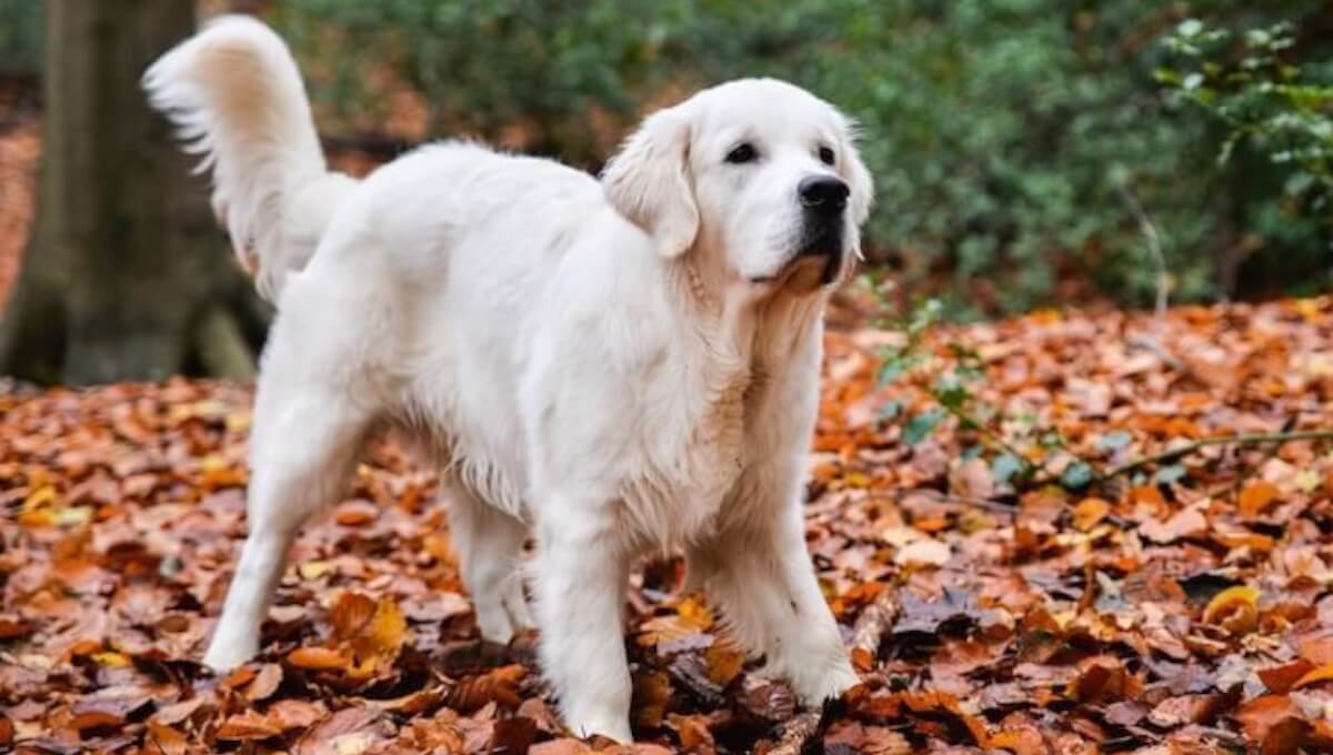 نژاد سگ گلدن رتریور