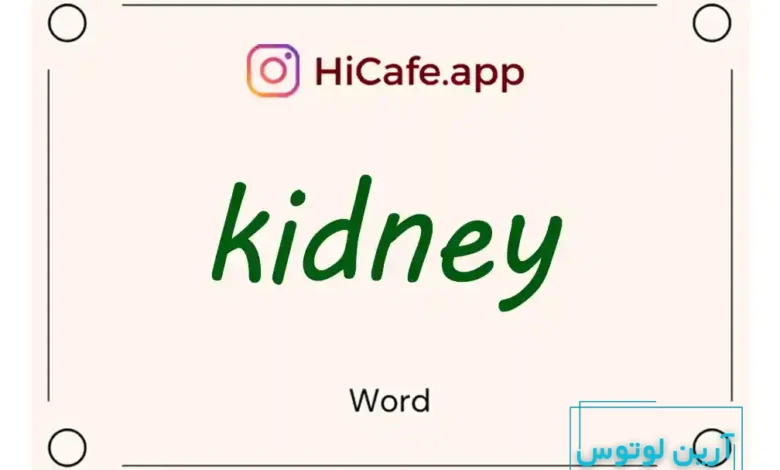 Meaning and usage of kidney word