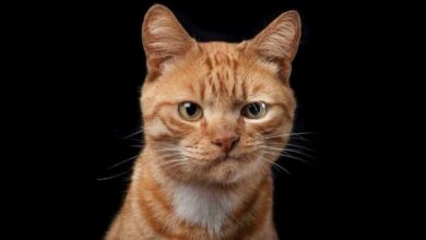 دلایل قهر گربه خانگی و نحوه برخورد با آن