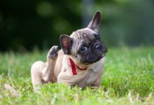 علت خارش بدن سگ و راهای درمان آن