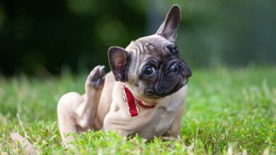 علت خارش بدن سگ و را‌های درمان آن