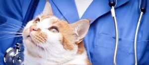 بیماری دستگاه ادراری تحتانی گربه