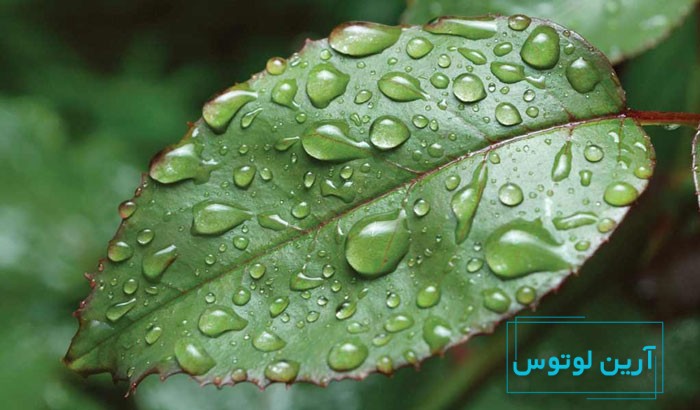 اسلام و فنگ شویی