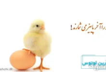 معنی ضرب المثل ” جوجه را آخر پاییز می شمارند ” + داستان