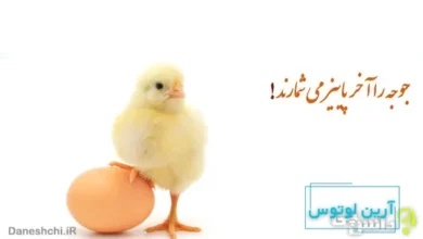 معنی ضرب المثل ” جوجه را آخر پاییز می شمارند ” + داستان