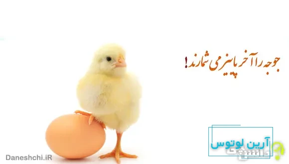 معنی ضرب المثل ” جوجه را آخر پاییز می شمارند ” + داستان