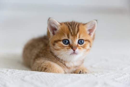 شناخت نیازهای غذایی بچه گربهها