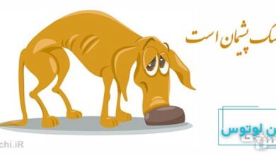 ضرب المثل مثل سگ پشیمان است