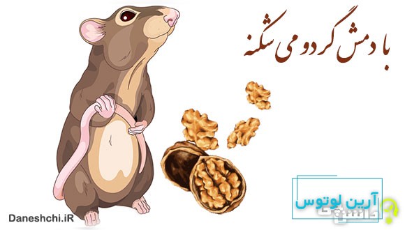 با دمش گردو می ‌شکنه