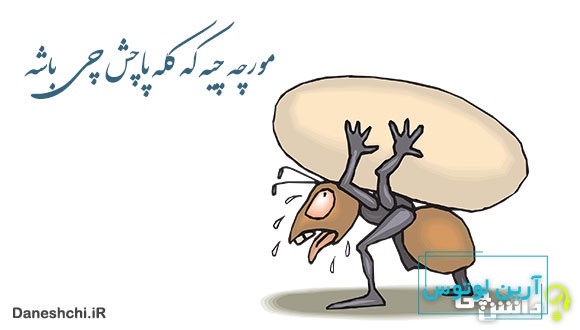 معنی مورچه چیه که کله پاچش چی باشه