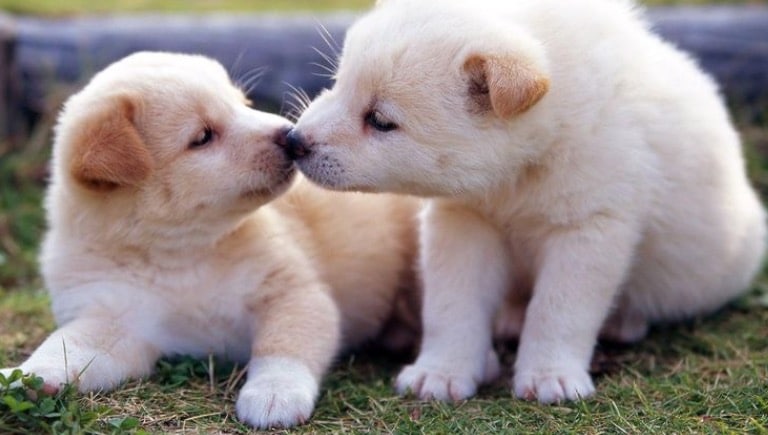 مراقبت از توله سگ و مادر