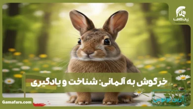 خرگوش به آلمانی