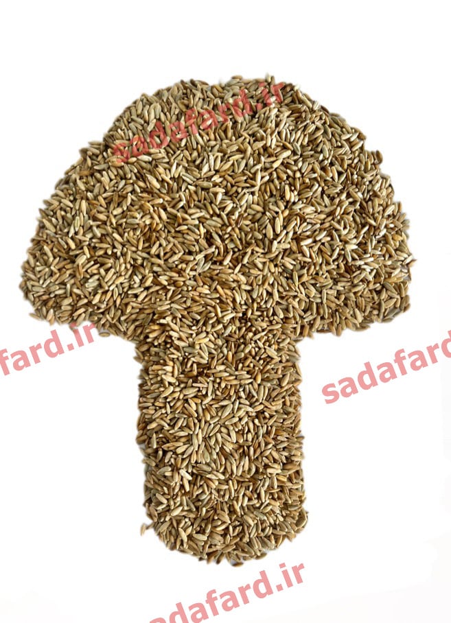 دانه چاودار برای کشت و پرورش قارچ و روش استفاده از آن