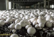 استفاده از دانه چاودار برای کشت و پرورش قارچ