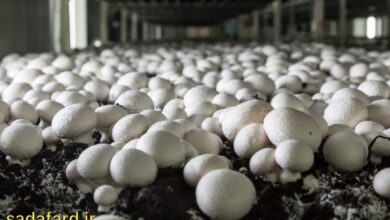 استفاده از دانه چاودار برای کشت و پرورش قارچ