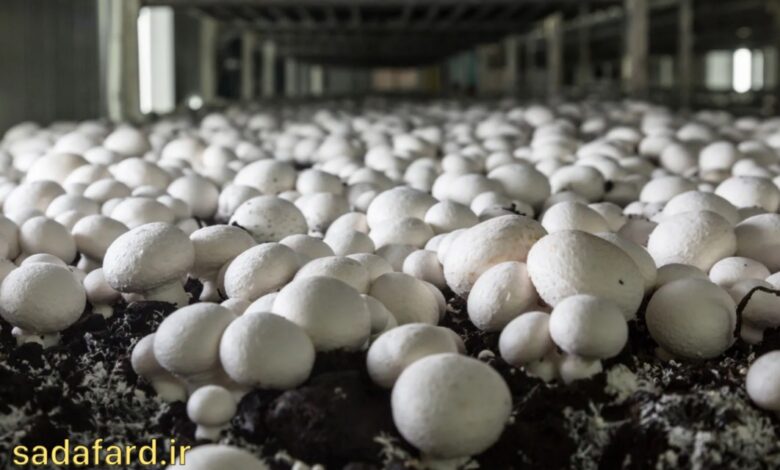 استفاده از دانه چاودار برای کشت و پرورش قارچ