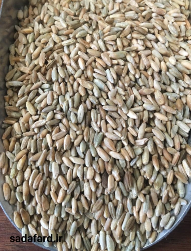 آینده بازار دانه چاودار