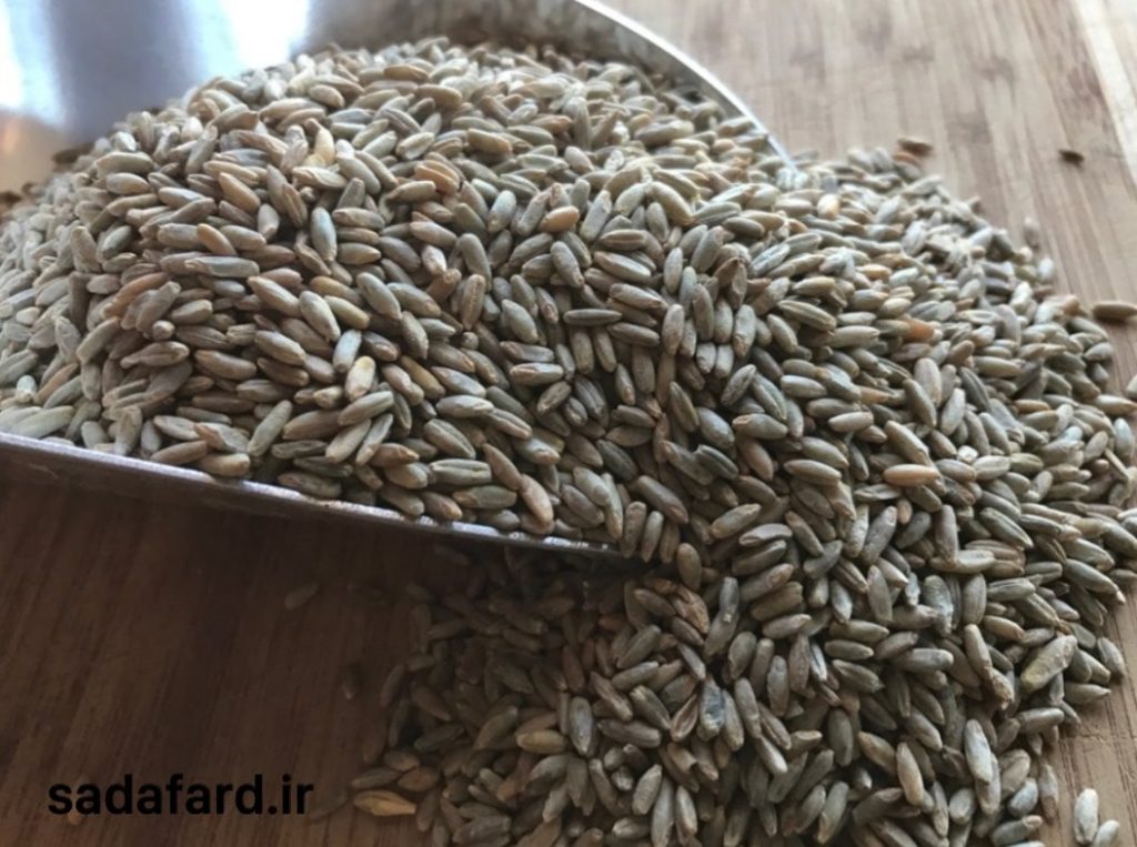 دانه چاودار و کاربردهای آن