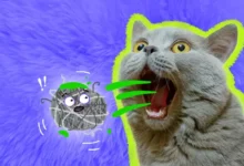 گلوله مویی گربه