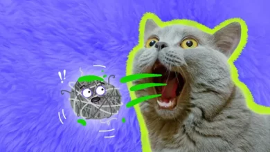 گلوله مویی گربه