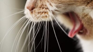 بالا آوردن گربه