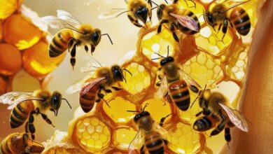 بهترین جایگزین برای تغذیه زنبور عسل