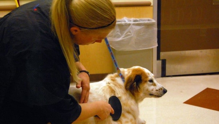 هزینه عقیم سازی سگ نر و ماده