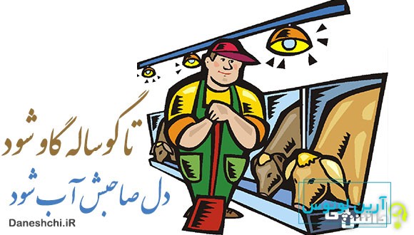 معنی ضرب المثل تا گوساله گاو شود