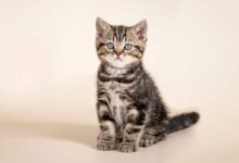 آموزش فرمان نشستن به گربه