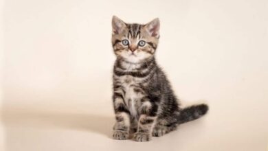 آموزش فرمان نشستن به گربه