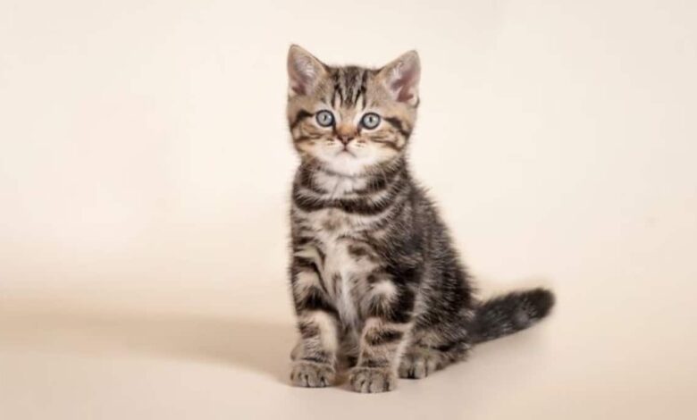 آموزش فرمان نشستن به گربه