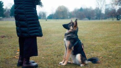 آموزش نخور به سگ