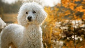 poodle dog