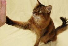 آموزش های فایو به گربه