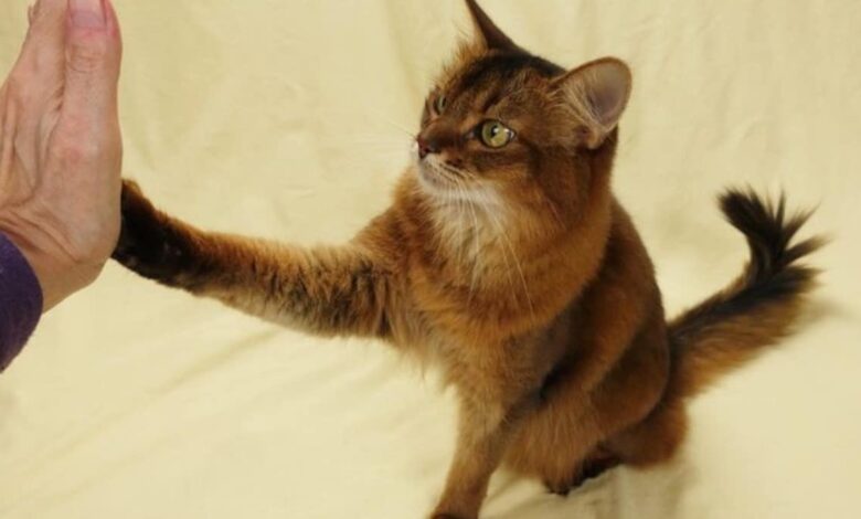 آموزش های فایو به گربه