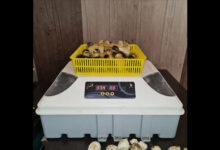 جوجه کشی با دستگاه جوجه کشی خانگی