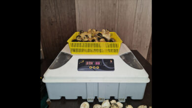 جوجه کشی با دستگاه جوجه کشی خانگی