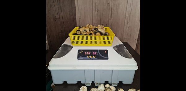 جوجه کشی با دستگاه جوجه کشی خانگی