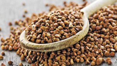 دانه باکویت چیست