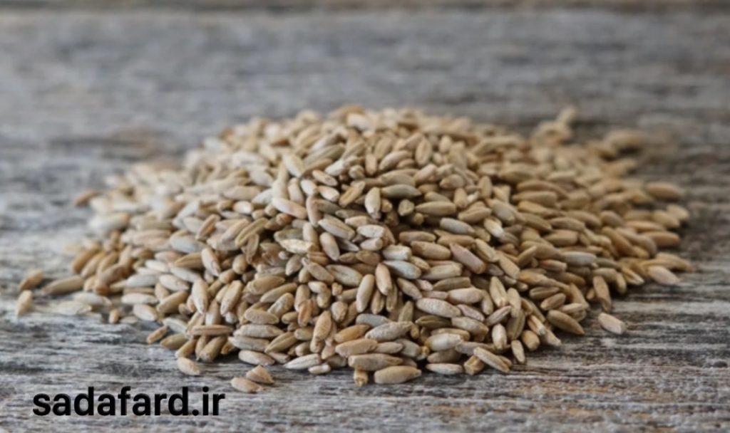 وضعیت بازار جهانی دانه چاودار