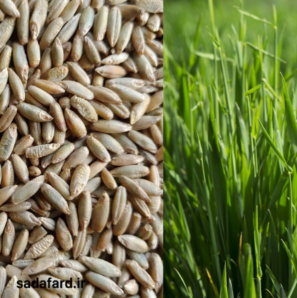 عوامل تعیین کننده قیمت دانه چاودار