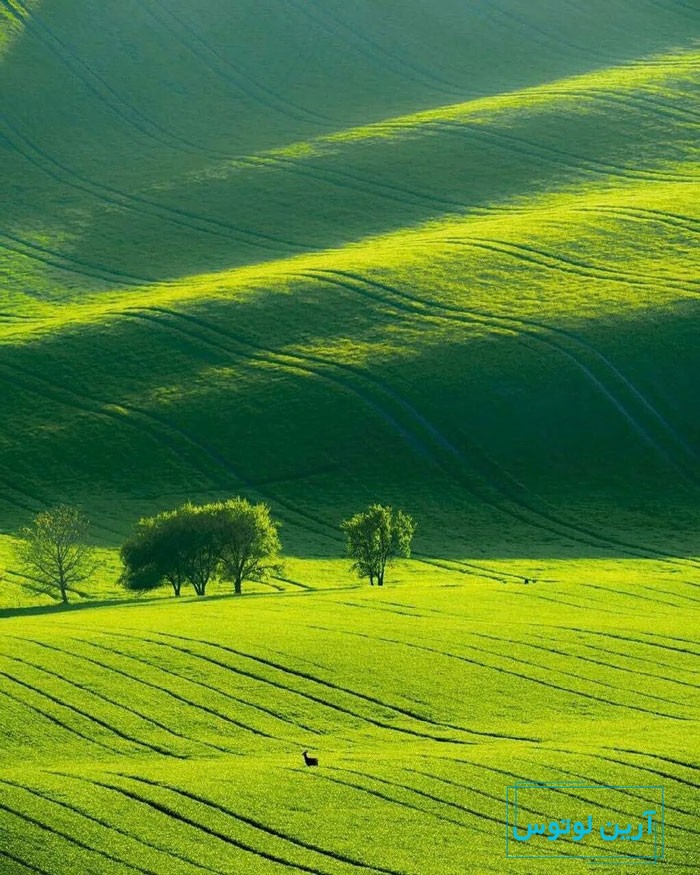 گندم زار سبز