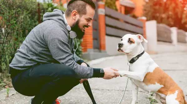 در حال آموزش داذن به سگ