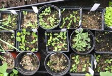 آموزش استفاده از بذر، کود و سم مناسب در فصل زمستان