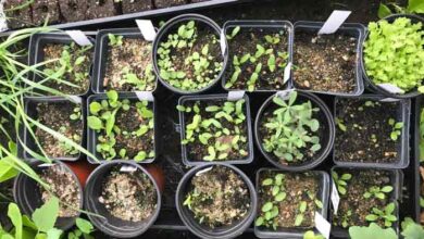 آموزش استفاده از بذر، کود و سم مناسب در فصل زمستان