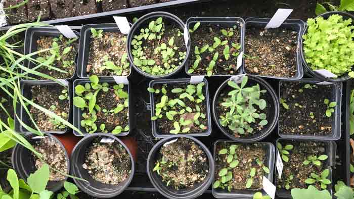 آموزش استفاده از بذر، کود و سم مناسب در فصل زمستان