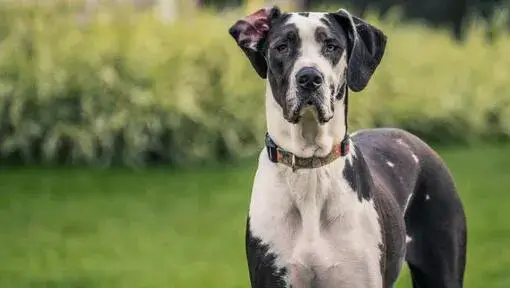 سگ نژاد بزرگ در جهان